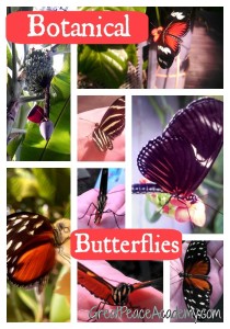 Butterflies in the Cleveland Botanical Gardens