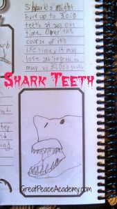 Learning Sharks in Homeschool